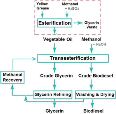 Rapeseed Oil! A Versatile Biofuel Feedstock and Essential Fatty Acid Source