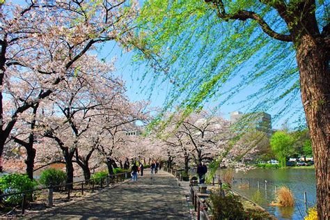 上野恩賜公園 見どころ：自然と文化が織りなす都市のオアシス